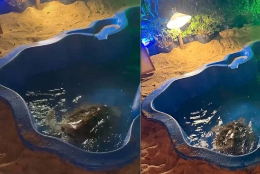 Video memaparkan seekor penyu diletakkan di dalam ruang kolam yang sempit di sebuah pavilion sempena Pesta Pelita Raya Terengganu 2026, Gong Badak, Kuala Nerus tular di media sosial.
