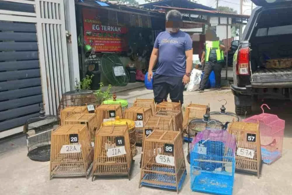 Murai batu dalam sangkar yang dirampas pihak berkuasa di Kampung Pasir Pekan Tengah, Wakaf Bharu, Tumpat pada Isnin. Foto Polis Marin
