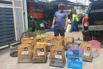 Murai batu dalam sangkar yang dirampas pihak berkuasa di Kampung Pasir Pekan Tengah, Wakaf Bharu, Tumpat pada Isnin. Foto Polis Marin