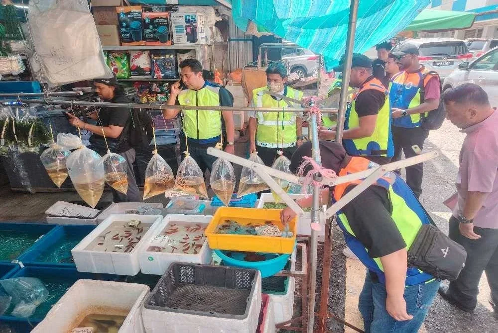 Pasukan operasi melaksanakan pemeriksaan ke atas premis yang menjual spesies ikan larangan di Pasar Pudu, Kuala Lumpur pada Khamis.
