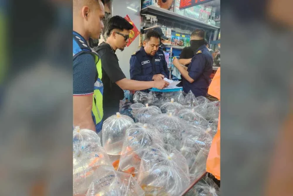 Pasukan operasi melaksanakan pemeriksaan ke atas premis yang menjual spesies ikan larangan di Pasar Pudu, Kuala Lumpur pada Khamis.
