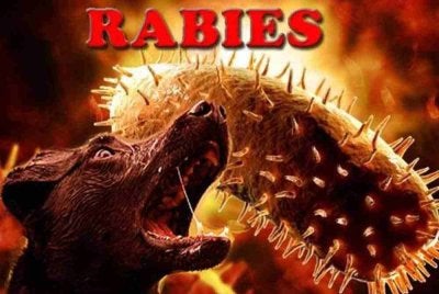 Lelaki warga tempatan berusia 44 tahun dilaporkan meninggal dunia akibat jangkitan rabies di Kota Samarahan, Sarawak pada 25 Februari lepas, menjadikan ia kes kematian pertama direkodkan tahun ini. Gambar hiasan 