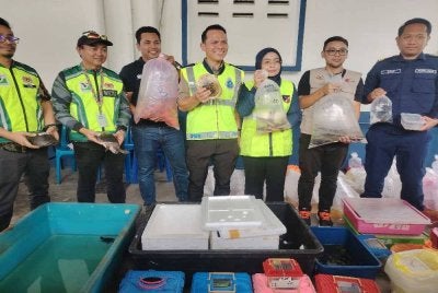 Suhanah (tiga dari kanan) menunjukkan antara spesies ikan larangan yang dirampas dalam serbuan di sekitar Pasar Pudu, Kuala Lumpur pada Khamis.
