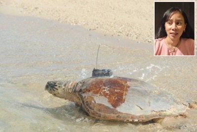 Tag satelit dipasang pada cengkerang penyu di perairan Sabah bagi mengenal pasti pergerakan haiwan marin tersebut. Gambar kecil: Liyana 