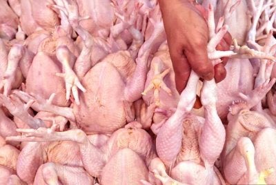 DVS Sabah komited memastikan kestabilan bekalan protein berasaskan ayam serta daging lembu dan kerbau mencukupi bagi menampung permintaan semasa sambutan Aidilfitri.