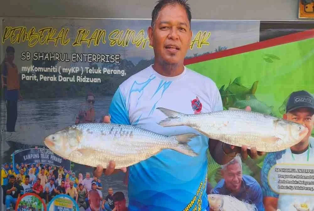 Shahrul menunjukkan tangkapan hasil ikan terubuk Sungai Perak.
