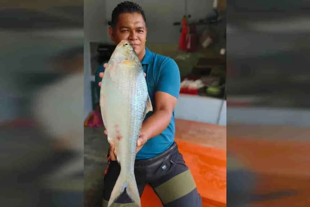Saiz tangkapan terubuk di Sungai Perak antara satu hingga tiga kilogram, malah pernah mencecah 3.6 kilogram.
