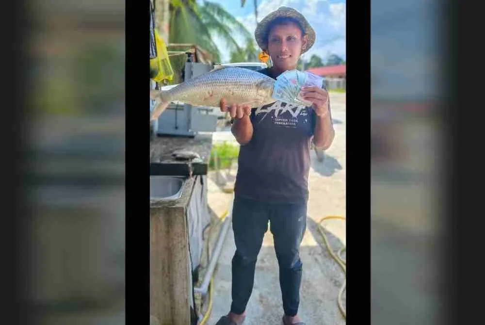barat duit runtuh jika nelayan Sungai Perak mendapat tangkapan terubuk, kerana harganya boleh mencecah RM250 sekilogram.