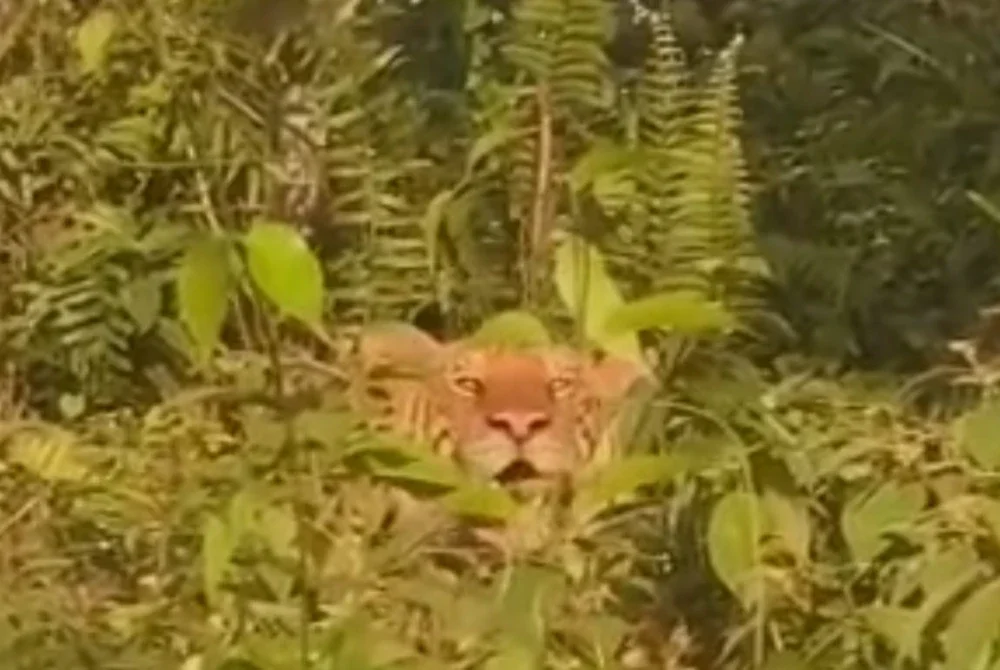 Tangkap layar video memaparkan seekor harimau belang muncul di semak berhampiran Kampung Rahmat, Sri Lalang, Kluang, baru-baru ini.
