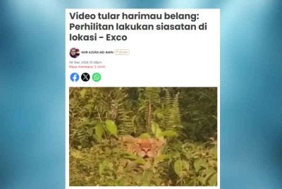 Laporan Sinar Harian sebelum ini mengenai sebuah rakaman video tular memaparkan seekor harimau belang muncul di kawasan semak berhampiran Kampung Rahmat mencetuskan kebimbangan penduduk.