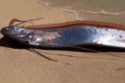 Ikan tersebut mendiami dasar laut pada kedalaman 1,000 meter. Foto Agensi