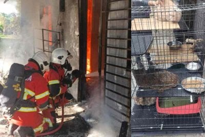 Hanya tiga ekor kucing dapat diselamatkan dalam kebakaran rumah di Kampung Padang Gaung di Langkawi pada Jumaat. Foto Bomba