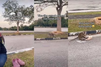 Tangkap layar video Tik Tok dikongsikan oleh @waniegaban1 pada Khamis yang memaparkan seekor kera mencuri roti john salah seorang sahabat mereka ketika iftar santai di Stadium Batu Kawan, Seberang Perai Selatan, baru-baru ini. 