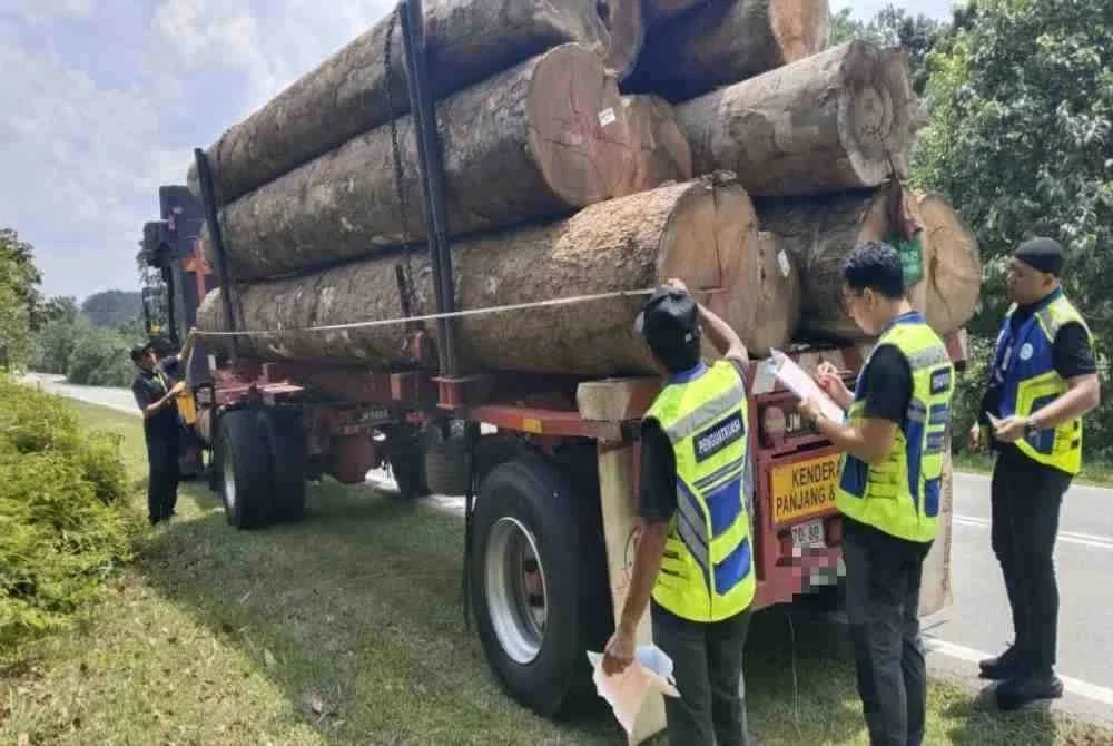 Antara kayu balak yang dirampas sepanjang pelaksanaan Op Limau. Foto: JPSM