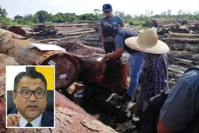 Antara rampasan kayu balak yang direkodkan JPSM sepanjang pelaksanaan Op Limau pada 11 hingga 27 Februari lalu. Foto: JPSM (Gambar kecil: Zahari)
