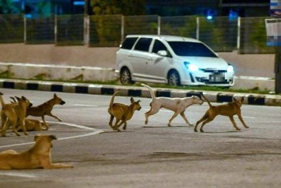Mangsa warga tempatan dari Kuching mempunyai sejarah digigit anjing terbiar pada 11 Februari lepas. Foto hiasan