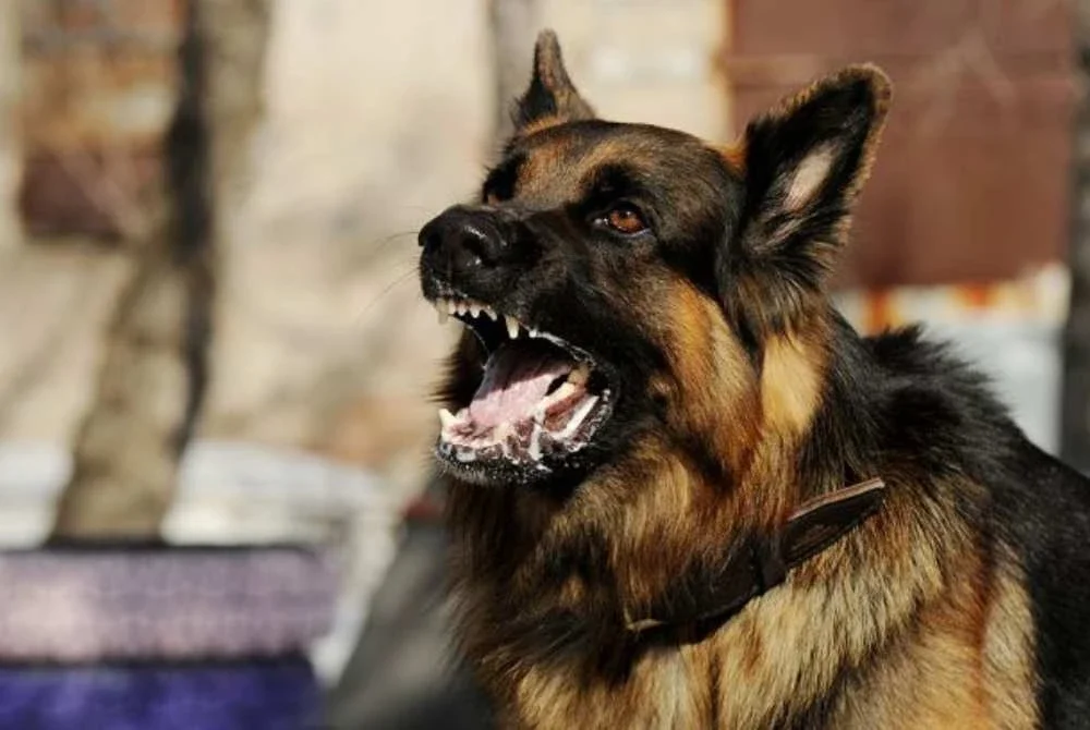 Kematian seorang kanak-kanak lelaki berusia 10 tahun akibat rabies menambah kebimbangan terhadap tahap kawalan penyakit itu di Sarawak. Foto hiasan