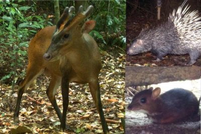  Rusa, kijang, pelanduk, ayam hutan dan landak antara spesies hidupan liar dilindungi yang menjadi sasaran pemburu haram pada musim perayaan.