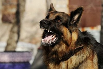 Kematian seorang kanak-kanak lelaki berusia 10 tahun akibat rabies menambah kebimbangan terhadap tahap kawalan penyakit itu di Sarawak. Foto hiasan