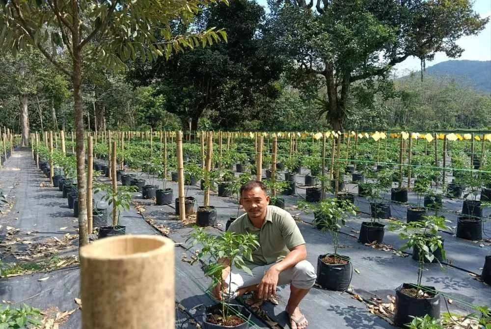 Malik berada kebun cili diusahakan.