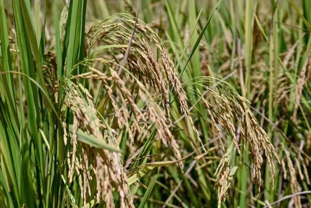 Gambar hiasan