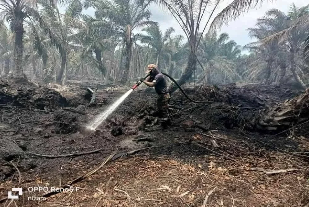 Anggota bomba sedang melakukan kerja-kerja pemadaman api di ladang kelapa sawit yang dilaporkan terbakar dalam kejadian di Kampung Jemeri, Kuala Rompin di sini pada Isnin. Foto Bomba Pahang