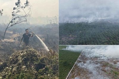 Kawasan ladang kelapa sawit seluas kira-kira 60.7 hektar dilaporkan terbakar dalam kejadian di Kampung Jemeri, Kuala Rompin di sini pada Isnin. Foto Bomba Pahang.