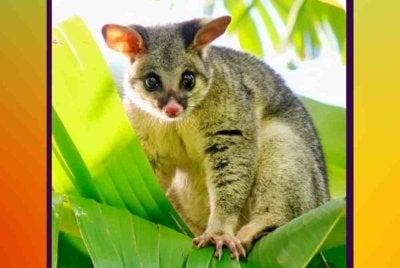 Seekor possum sebenar ditemui bersembunyi di celah patung haiwan lembut di sebuah kedai cenderamata. Gambar hiasan 