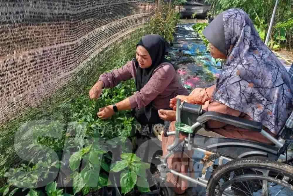 Rohana meluangkan masa membantu ibunya berkebun berhampiran rumah mereka.