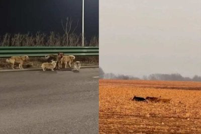 Tujuh anjing tular didakwa berjalan 17KM balik rumah. - Foto Media tempatan China/ media sosial.