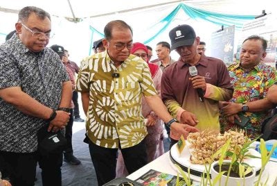 Mohamed Khaled (tengah) melihat halia yang ditanam menerusi Projek JanaVeteran di Telok Sengat, Kota Tinggi.