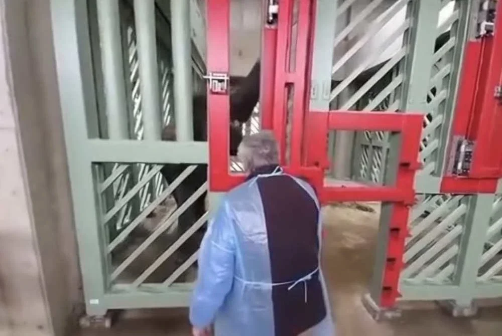 Tangkap layar video yang dikongsi di media sosial keadaan tiga gajah Malaysia yang ditempatkan di Zoo Tennoji, Osaka.