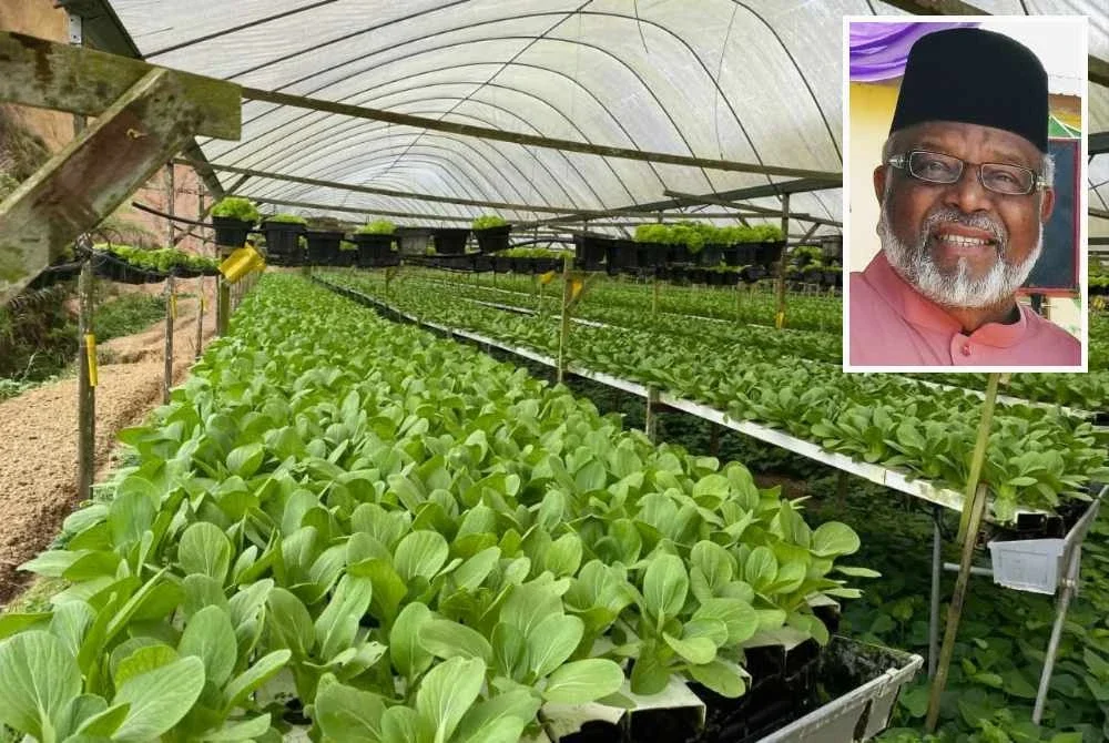 Pengusaha sayur di Cameron Highlands bimbang gulung tikar akibat kenaikan harga diesel dan harga belian rendah oleh pemborong. Gambar kecil: Syed Abd Rahman