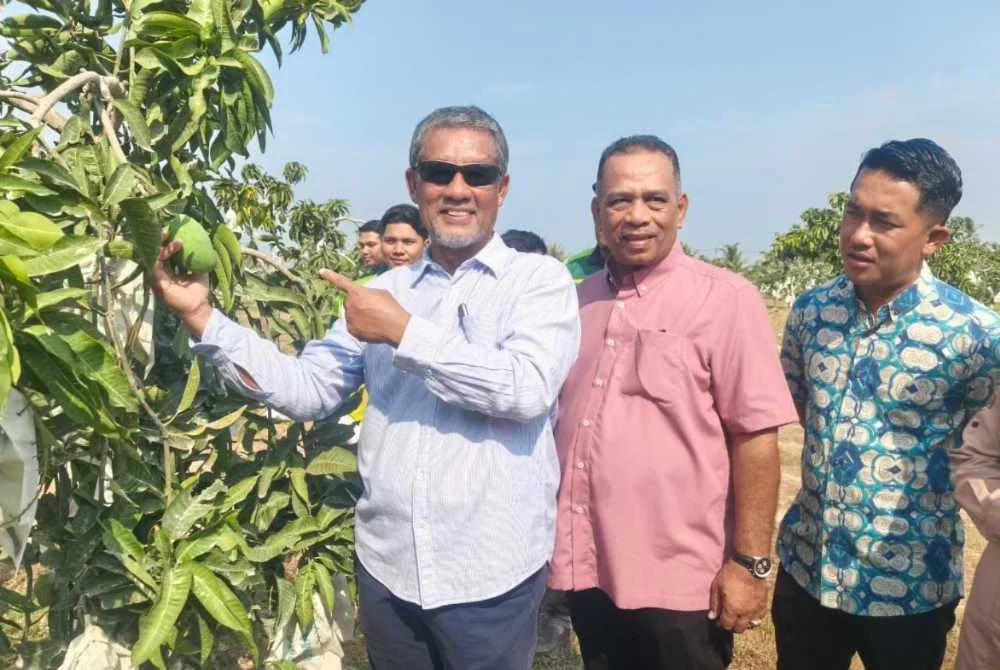 Dari kiri; Dzowahir, dan pengusaha harumanis, Datuk Yusof Ismail serta Ahli Dewan Undangan Negeri Derga, Muhammad Amri Wahab meninjau tanaman mangga harumanis di Kampung Tok Keling, Alor Mengkudu di Alor Setar.