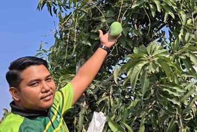 Ahmad Ikhram menunjukkan mangga harumanis yang sedang menunggu masa untuk dituai di ladang harumanis di Kampung Tok Keling, Alor Mengkudu di Alor Setar.
