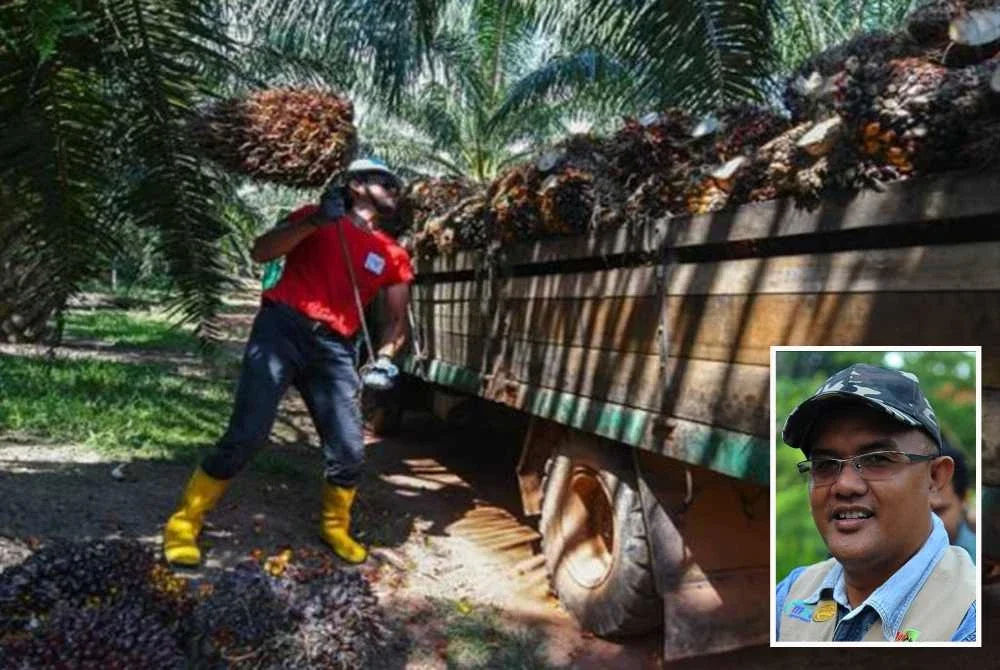 Kerajaan disaran menubuhkan jawatankuasa khas untuk menyelaras latihan kemahiran dalam sektor keterjaminan makanan dan perladangan. - Gambar kecil (Nordin)