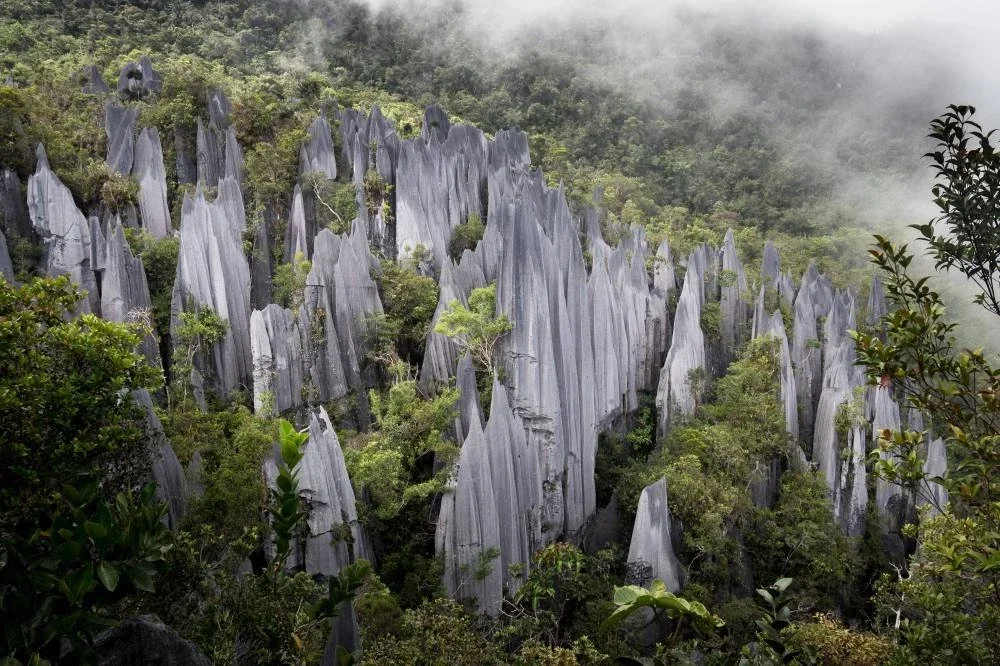 Kabut pagi menyelubungi formasi batu kapur tajam di Taman Negara Gunung Mulu, mencipta panorama Pinnacles yang dramatik dan pemandangan cantik.
