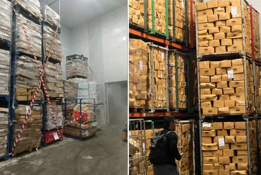 Sebanyak 34 tan karkas daging babi dan 97 kotak daging ayam tanpa sijil halal bernilai kira-kira RM1.5 juta dirampas dalam serbuan berkenaan. Foto PDRM