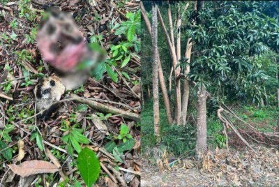 Biri-biri yang tinggal tulang dan kepala dipercayai dimakan harimau.  - Foto: Dr Muhamad Afiq Fahmi 