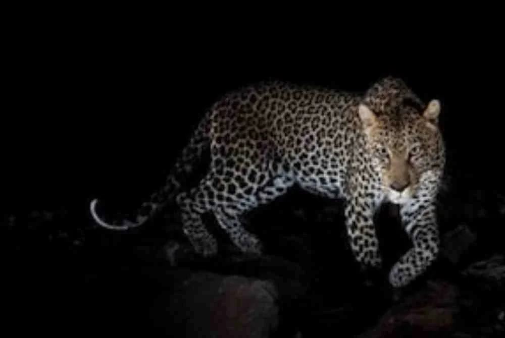 Kanak-kanak 4 tahun maut diserang harimau bintang, tubuh diseret masuk hutan