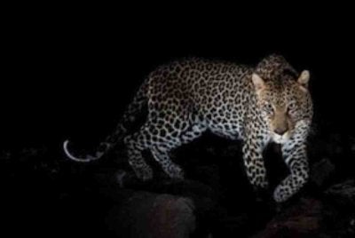 Kanak-kanak 4 tahun maut diserang harimau bintang, tubuh diseret masuk hutan. Foto: NDTV