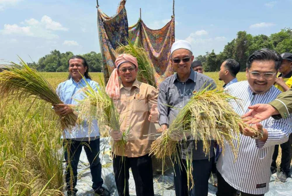 Tuan Mohd Saripudin (dua dari kiri) dan barisan jemputan menunjukkan padi yang dituai. - Foto Sinar Harian/Adila Sharinni Wahid