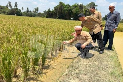Tuan Mohd Saripudin (kiri) melihat hasil tanaman padi di Lubuk Jambu. - Foto Sinar Harian/Adila Sharinni Wahid

