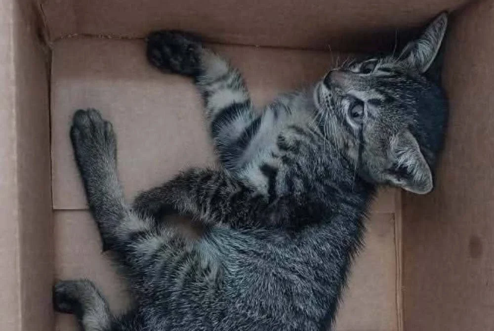 Dalam video tular, satu anak kucing menjadi mangsa dera termasuk dicampak ke dinding.