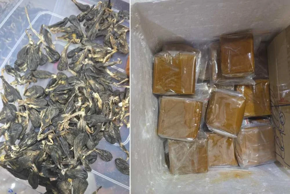 Pelbagai bahagian hidupan liar bernilai RM36.8 juta dirampas selepas sebuah premis kediaman di Taman Johor Jaya diserbu. - Foto Perhilitan