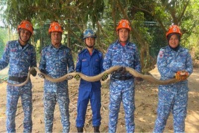 Antara ular yang ditangkap APM sepanjang tempoh tiga bulan pertama tahun ini. 