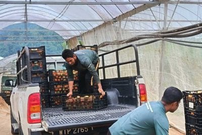 FAMA Pahang mengumpul tomato dari pekebun di Tanah Tinggi Lojing untuk dipasarkan termasuk di pusat-pusat operasi FAMA. Foto: FB FAMA Pahang