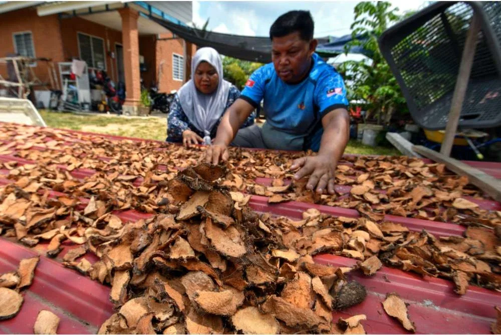 Zulkhairul bersama isterinya, Roselina menjemur ubi gegeli yang telah siap dipotong di Kampung Permatang Pusu, Melor baru-baru ini. Foto Bernama