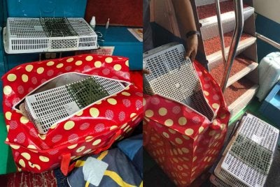 Operasi bersepadu berjaya menumpaskan cubaan menyeludup spesies burung murai ke Indonesia pada Sabtu. Foto PSP