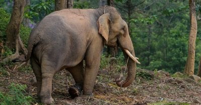 Gajah berkenaan dipercayai bergerak secara bersendirian sebelum beredar dari lokasi kejadian tidak lama kemudian. - Gambar hiasan 